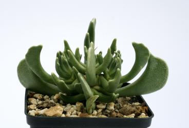 Rhombophyllum nelii *2^ 