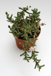 Ruschia rupicola aff. SB1508 ne. Keimos, Northern Cape, RSA 