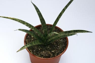 Sansevieria Fernwood Punk 