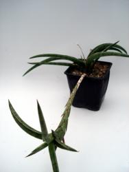 Sansevieria gracilis 