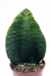 Sansevieria longiflora 