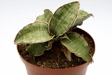 Sansevieria kirkii Silver Blue Mbeya Province, Tanzania 