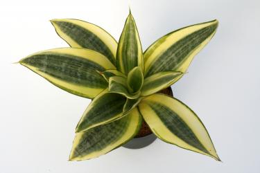 Sansevieria trifasciata Golden Hahnii 