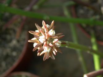 Sarcostemma vanlessenii 