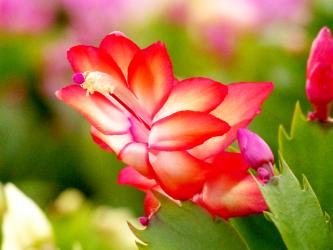 Schlumbergera Bahia Brazil 