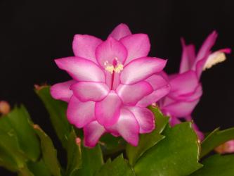Schlumbergera Campinas Brazil 