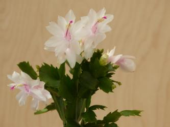 Schlumbergera Salvador Brazil 