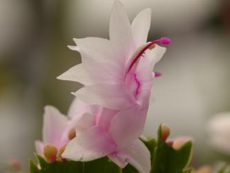 Schlumbergera Thor-Cecilie 
