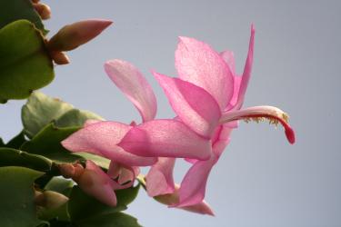 Schlumbergera Thor-Eliza 
