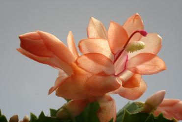 Schlumbergera Thor-Freya 