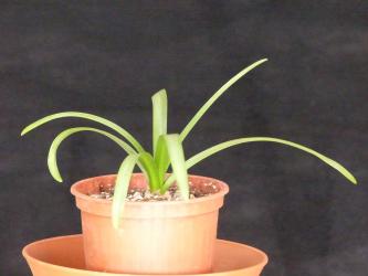 Scilla greilhuberi Iran 