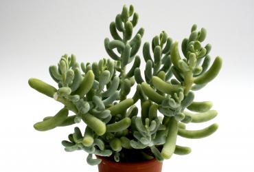 Sedum allantoides 