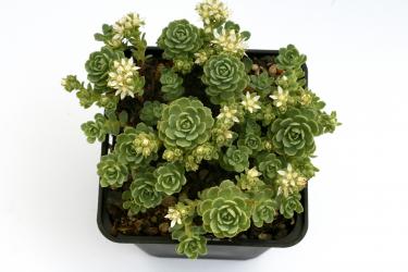 Sedum pachyclados *1 