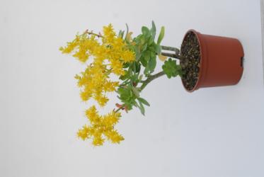 Sedum palmeri 
