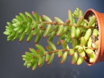 Sedum rubrotinctum 
