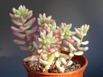 Sedum rubrotinctum f. variegata 