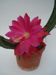 Selenicereus Red Queen of the Night 