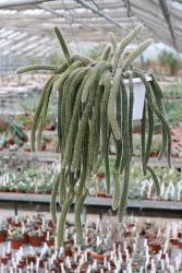 Selenicereus validus 