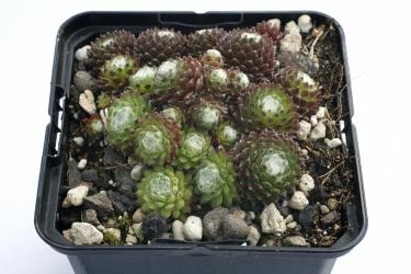 Sempervivum Cademario *1 