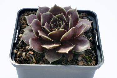 Sempervivum Donnerlüttchen *1 