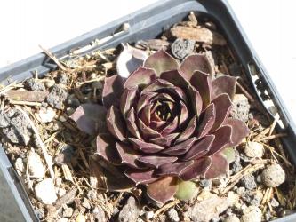 Sempervivum Gargamel *1 