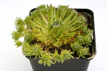 Sempervivum Italian Piccolo *1 