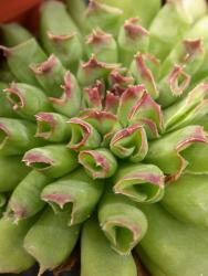 Sempervivum Oddity *1 