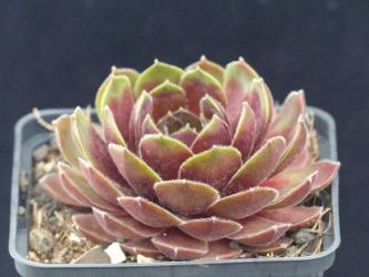 Sempervivum Ohio Burgundy *1 