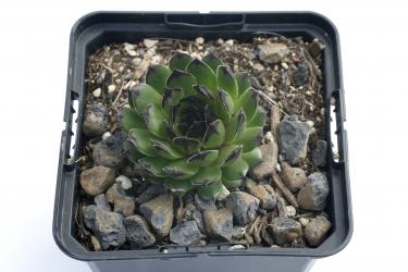 Sempervivum Reinhard *1 