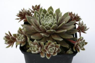 Sempervivum Rosa Mädchen *1 