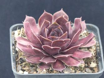 Sempervivum Schwarze Rose *1 