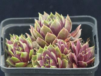 Sempervivum Tricolor *1 