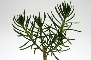 Senecio barbertonensis Transvaal, Barberton, RSA 