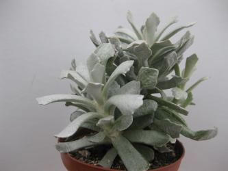 Senecio scaposus v. addoensis 