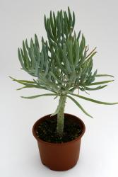 Senecio talinoides 
