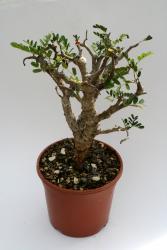 Senna meridionalis Madagaskar 