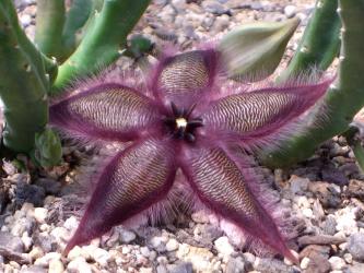 Stapelia asterias 