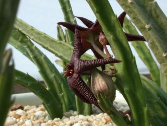 Stapelia baylissii 