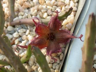 Stapelia schinzii v. angolensis 
