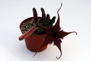Stapelia schinzii  Bullsport Farm 