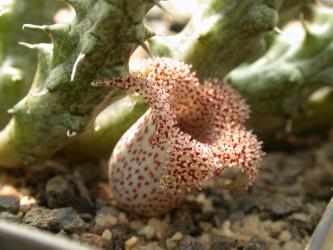 Stapelianthus decaryi 