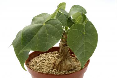 Sterculia colorata Y. $ 