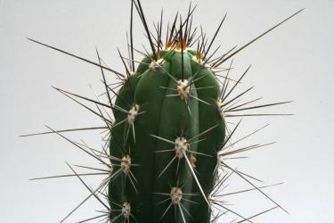 Stetsonia coryne % Formosa, ARG 