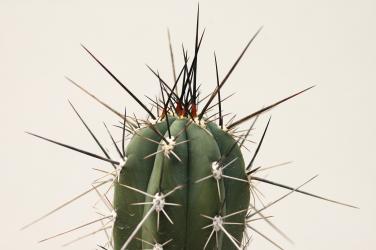 Stetsonia coryne % Formosa, ARG 