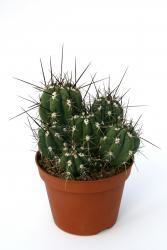 Stetsonia coryne % - groups 