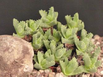 Stomatium acutifolium Fraserburg 