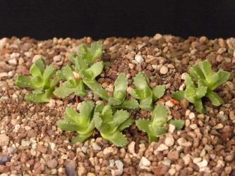 Stomatium bolusiae*2^ 