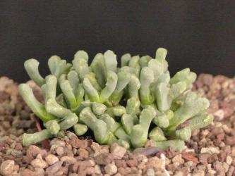 Stomatium meyeri SB1055 