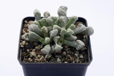 Stomatium niveum SB976 Gamoep, RSA 