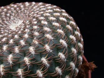 Sulcorebutia arenacea % 